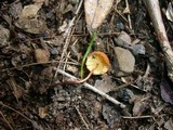 Marasmius elegans image