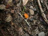 Marasmius elegans image