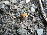 Marasmius elegans image