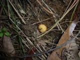 Marasmius elegans image
