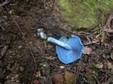 Entoloma virescens image