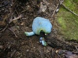 Entoloma virescens image