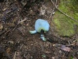 Entoloma virescens image