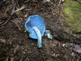 Entoloma virescens image