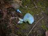 Entoloma virescens image