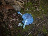 Entoloma virescens image