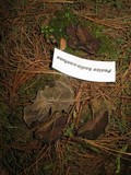 Guepinia helvelloides image