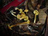 Hypholoma fasciculare var. subviride image
