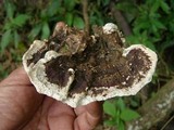 Earliella scabrosa image