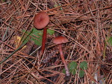 Laccaria bicolor image
