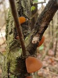 Auricularia angiospermarum image