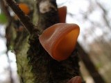 Auricularia angiospermarum image