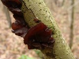 Exidia recisa image