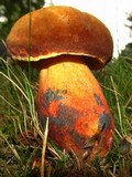 Lanmaoa pseudosensibilis image