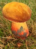 Lanmaoa pseudosensibilis image