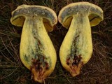 Lanmaoa pseudosensibilis image