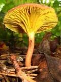 Phylloporus leucomycelinus image