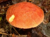 Phylloporus leucomycelinus image