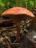 Phylloporus leucomycelinus image