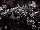 Arcyria cinerea image