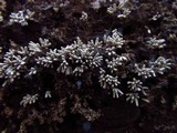 Arcyria cinerea image