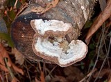 Trametes suaveolens image