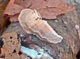 Trametes suaveolens image