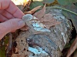 Trametes suaveolens image