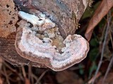 Trametes suaveolens image