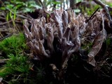 Clavulina rugosa image