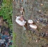 Pleurotopsis longinqua image