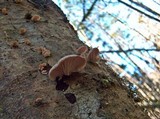 Pleurotopsis longinqua image