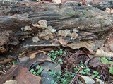 Pleurotopsis longinqua image