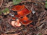 Lactarius substriatus image