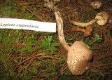 Lepiota clypeolaria image