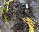 Collema nigrescens image