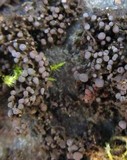 Collema nigrescens image