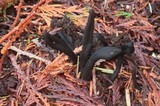 Geoglossum simile image