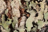 Mycena corticola image