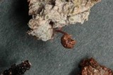 Mycena corticola image
