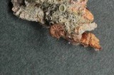 Mycena corticola image