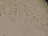 Mycena corticola image