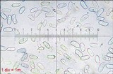 Stereum rugosum image