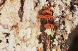 Phaeomarasmius rimulincola image