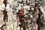 Phaeomarasmius rimulincola image