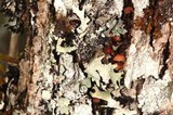 Phaeomarasmius rimulincola image