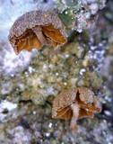 Phaeomarasmius rimulincola image