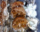 Phaeomarasmius rimulincola image