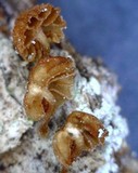 Phaeomarasmius rimulincola image