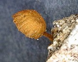 Phaeomarasmius rimulincola image